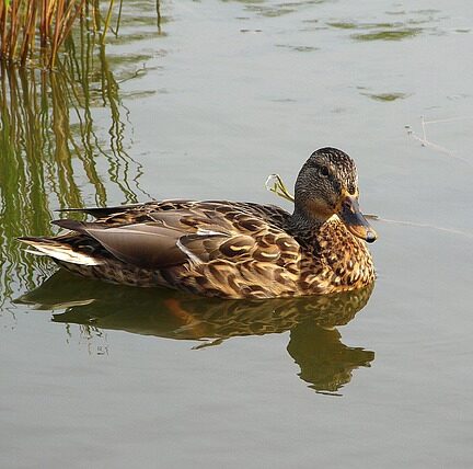 Når telefonen ringer: Sådan bruger du nettet til at finde afsenderen
