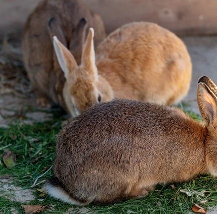 Miljøvenlige spåner til kaninburet – se burnits bæredygtige udvalg